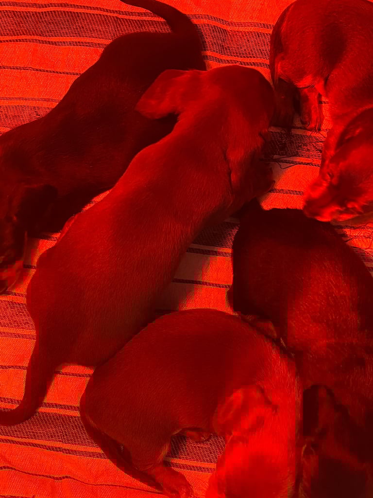 Miniature dachshund for sale £1200