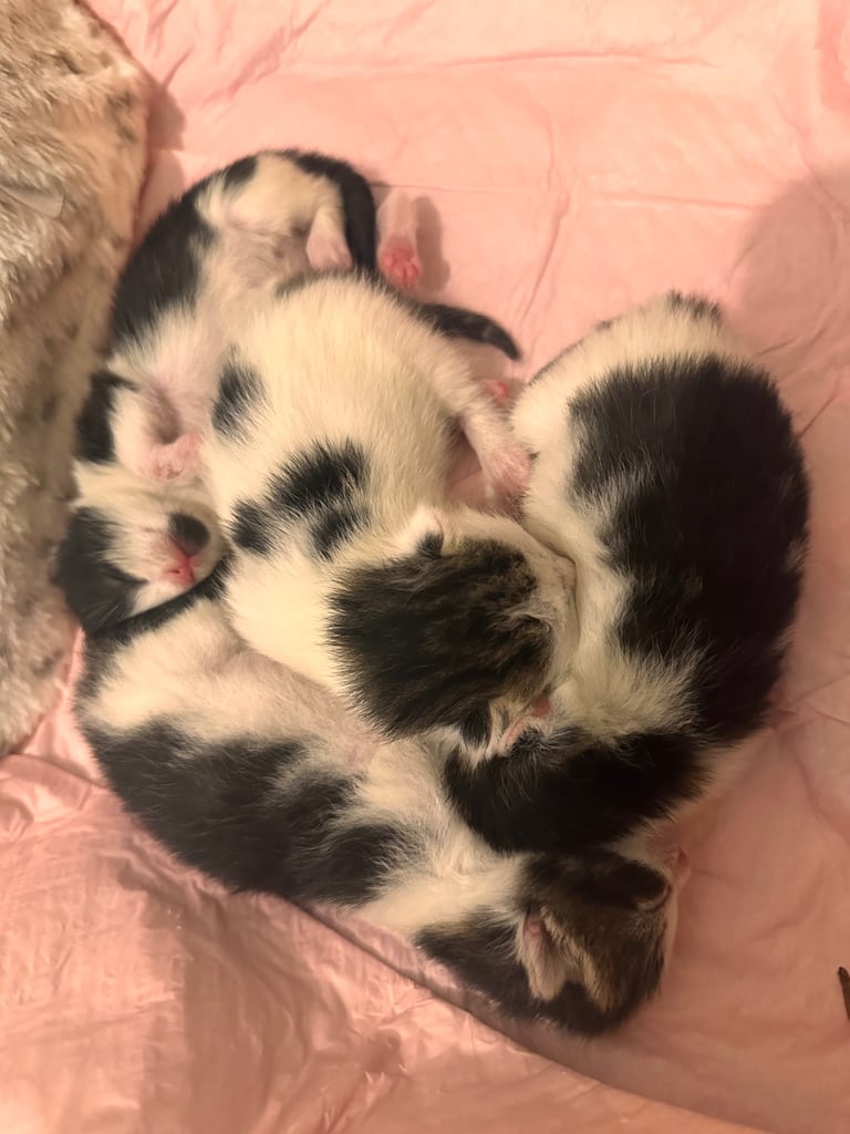 4 kittens available 