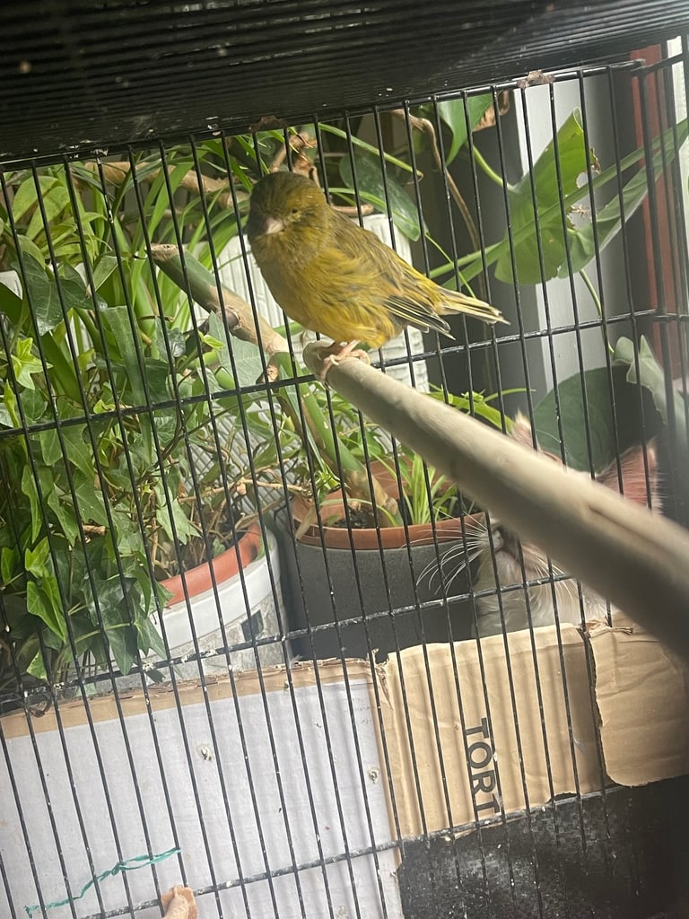 Canaries birds (males and females)