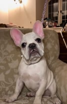 French bulldog puppies Fully toilet trained/Vaccinated 