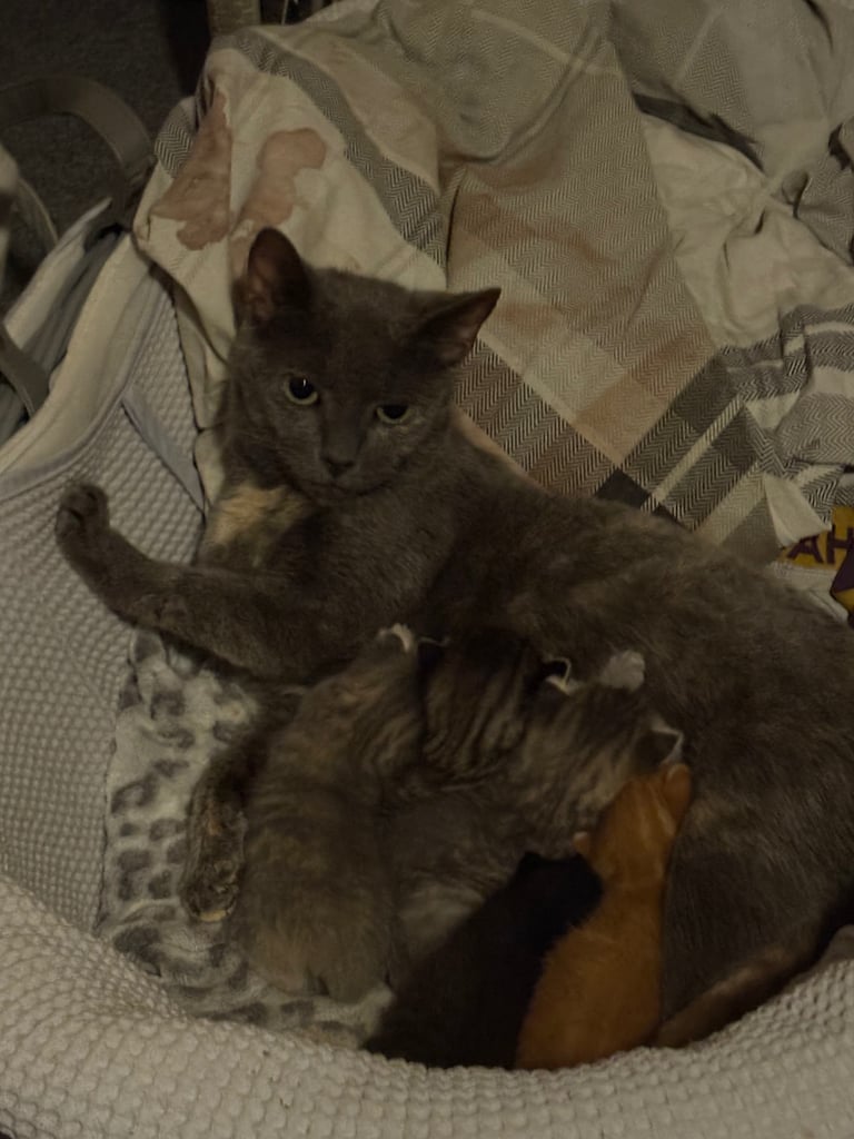 4 beautiful kittens for sale