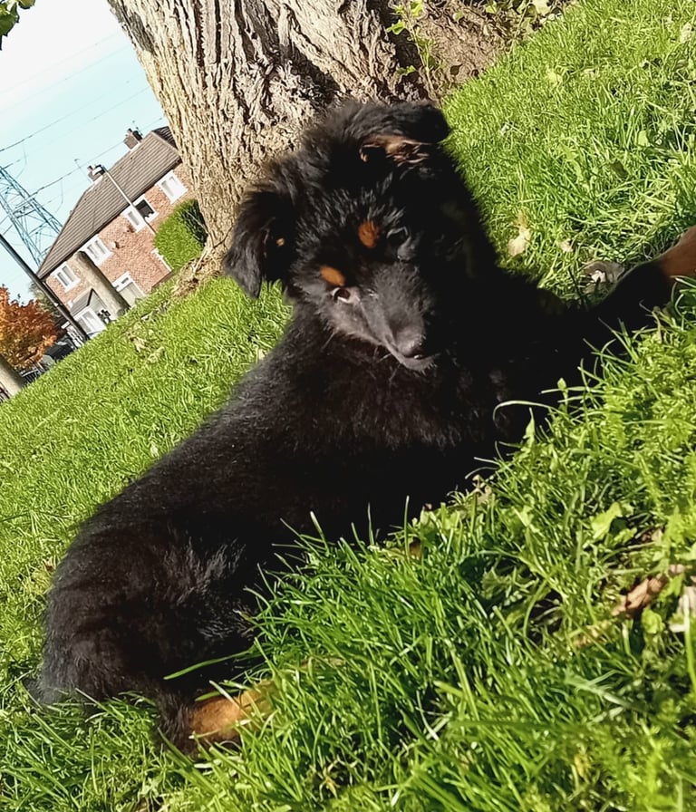 German shepherd puppy 