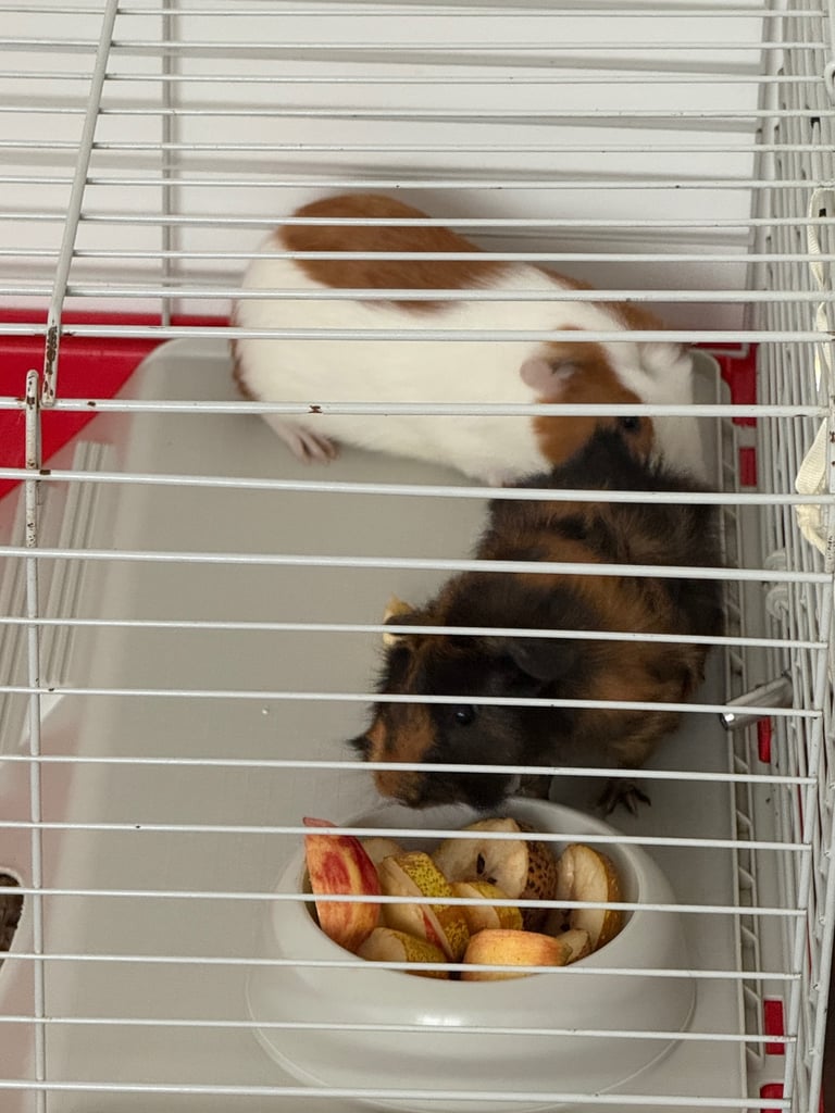 2 Guineea pigs , 12 weeks old