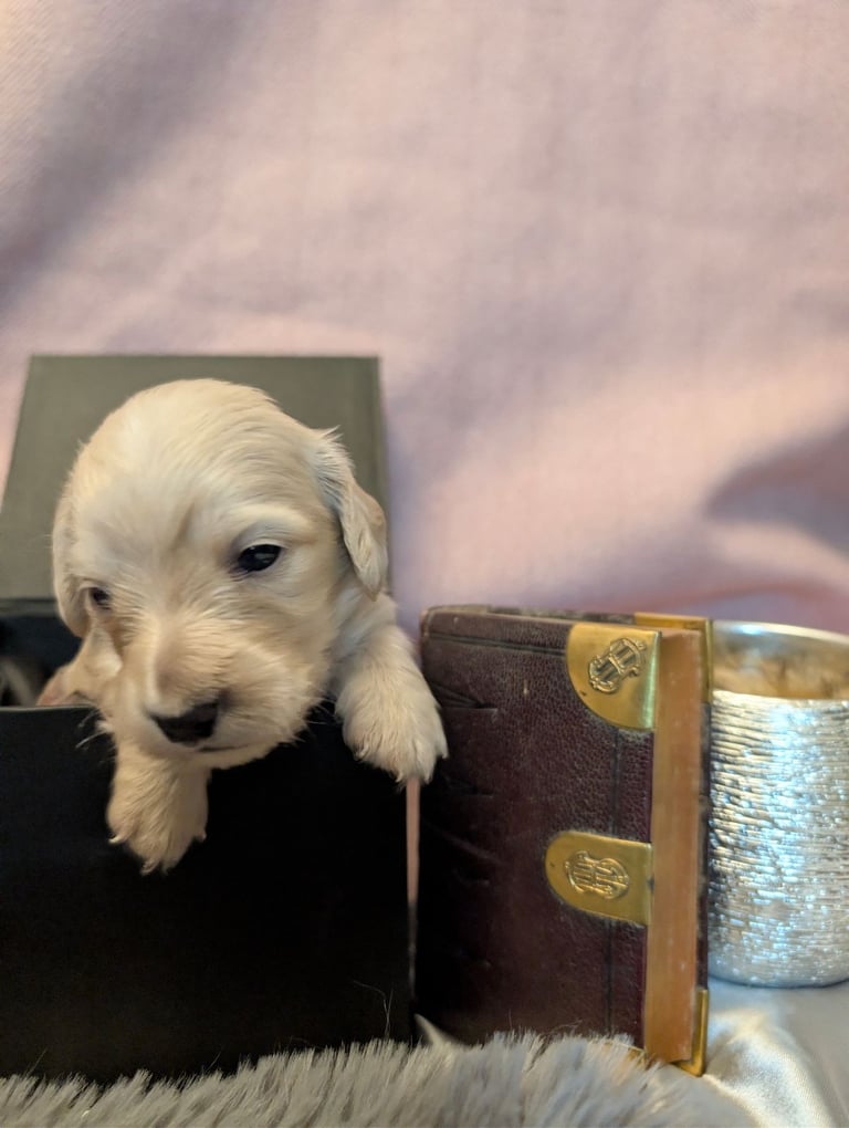  Hi, I’m a long-haired Mini pup! 💕 Rare creams & black & tans — will you be my new mummy or daddy?