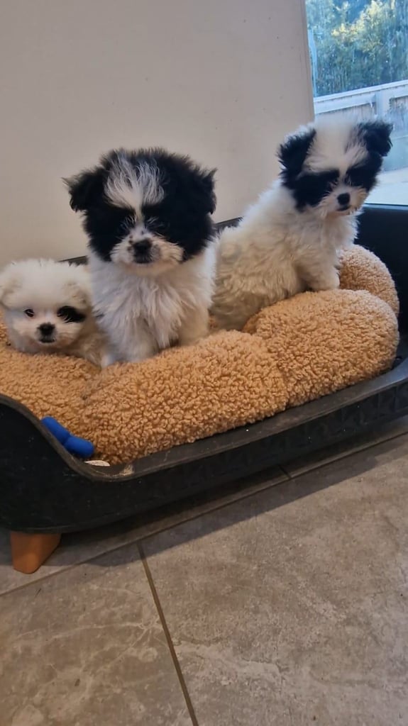 Ready Now 3 Girls. Pomeranian x shitzu health check. 1st vacination.  