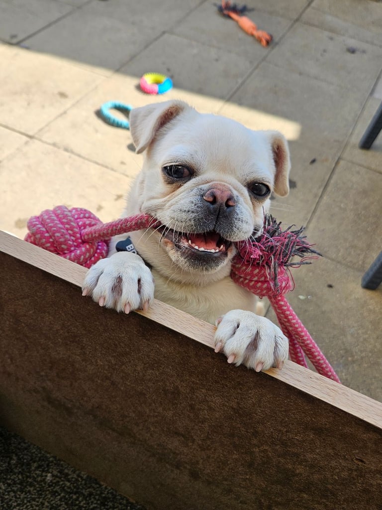Male white Pug