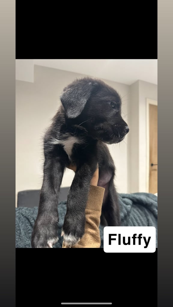 Cane corso puppies