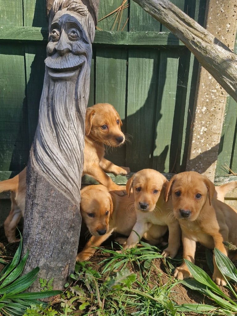 image for Kc reg Lab retrievers available 4th Oct