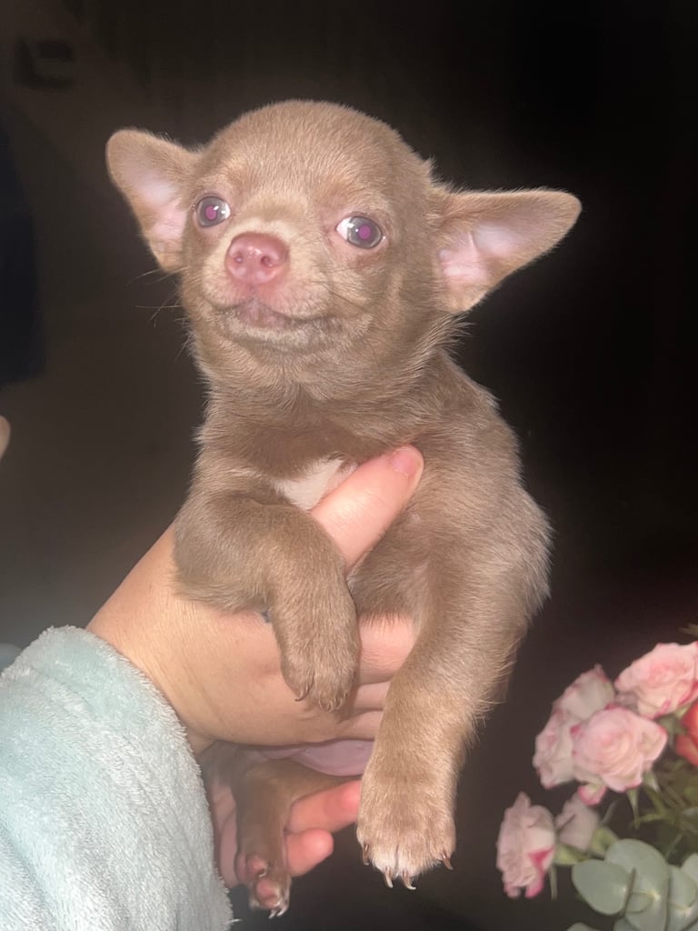 Chihuahua puppy’s 