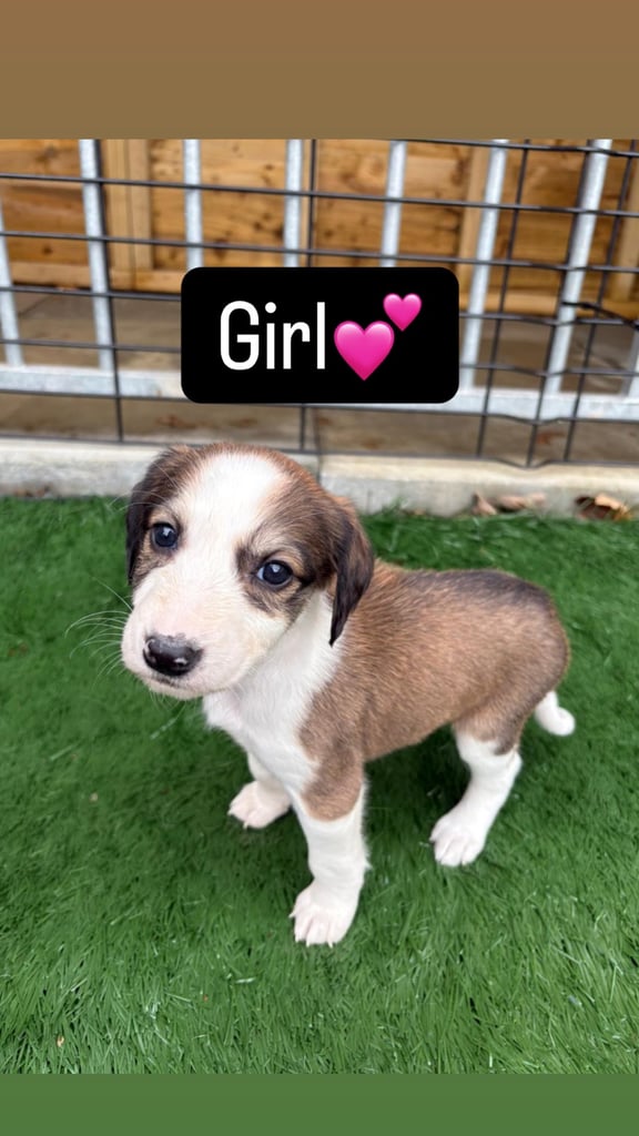 image for Saluki-greyhound pure puppies 