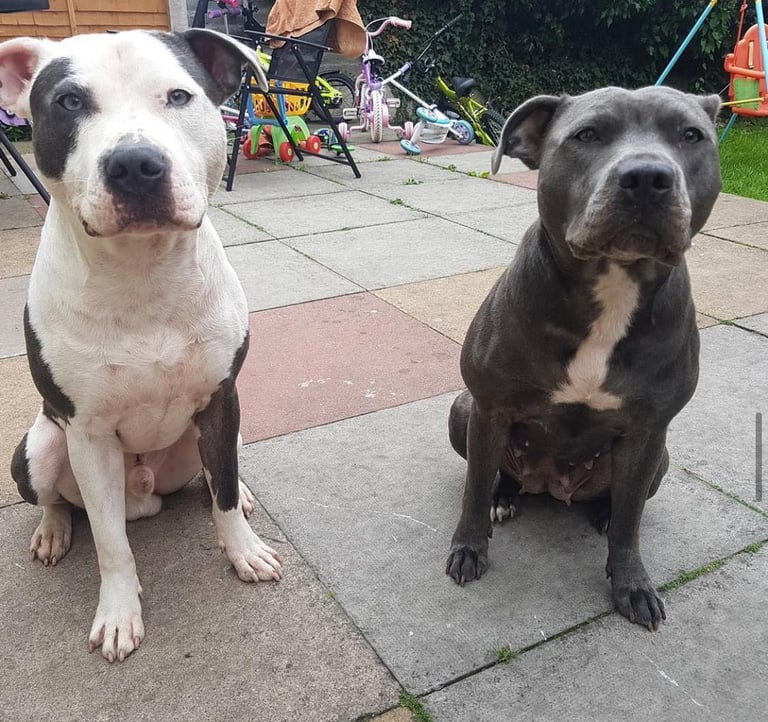Blue Staffordshire bull terrier puppies 
