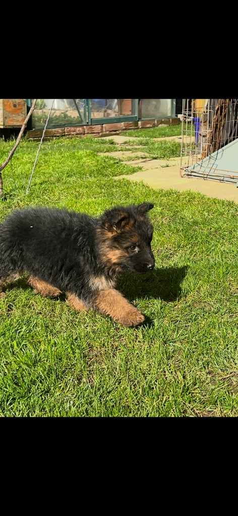 Puppy 
