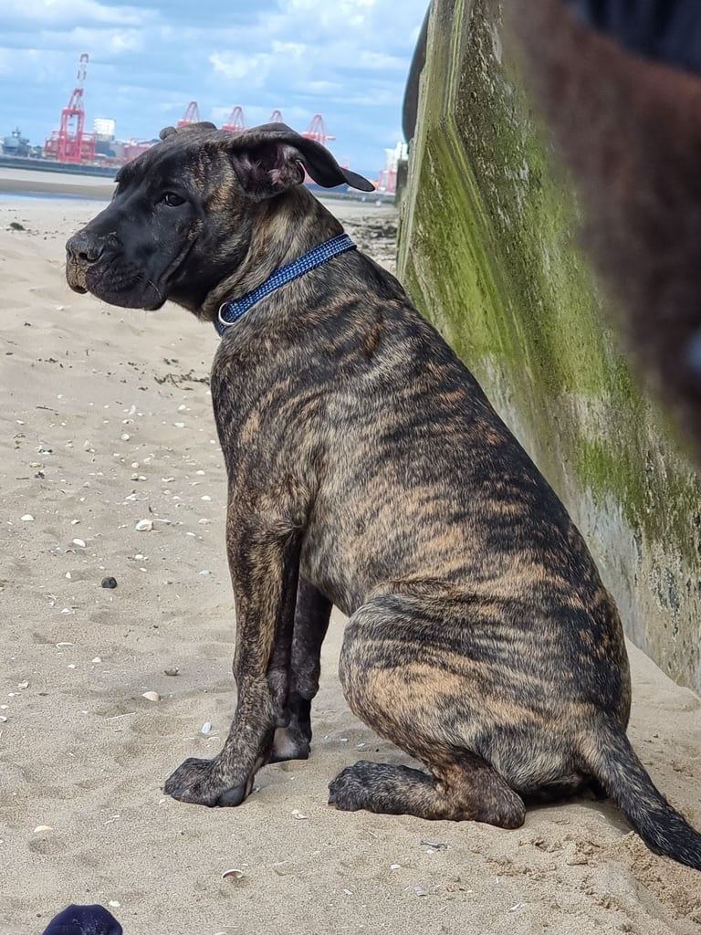 2 year old presa canario 