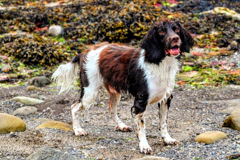 Springer spaniel 