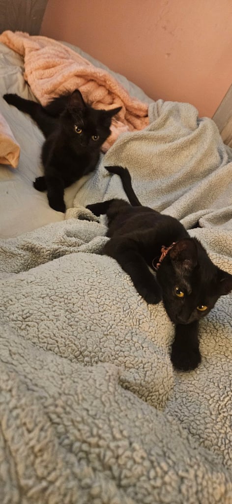 ALL BLACK FEMALE KITTEN 15 WEEKS OLD