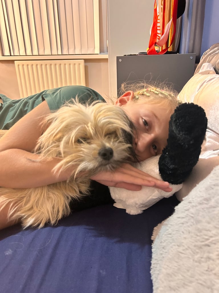 image for 10 months old Chorkie