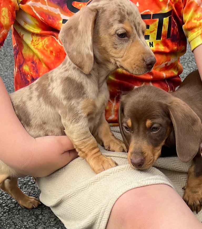 Miniature dachshunds