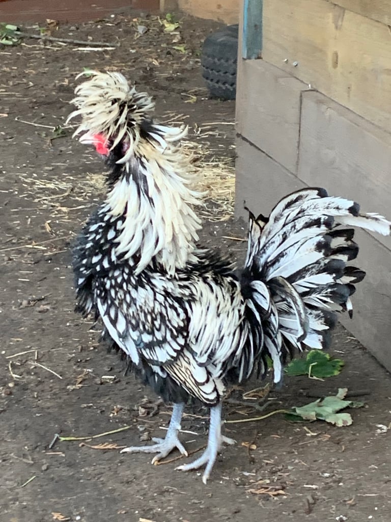 Cockerel Chicken six months old friendly