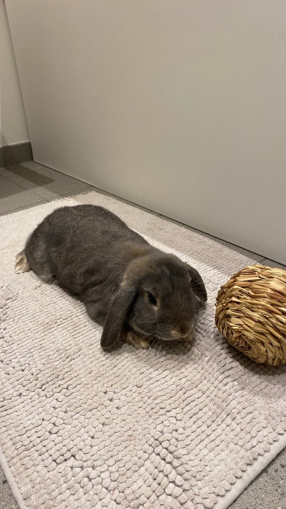 URGENT! Sweet Mini Lop Bunny Looking for a Loving Home 