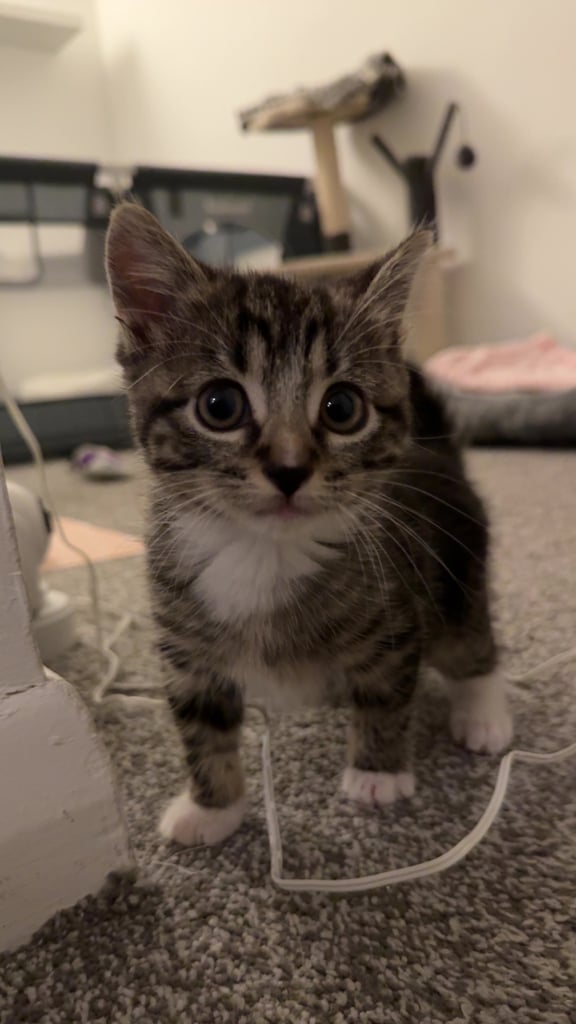 Tabby kitten for sale ASAP