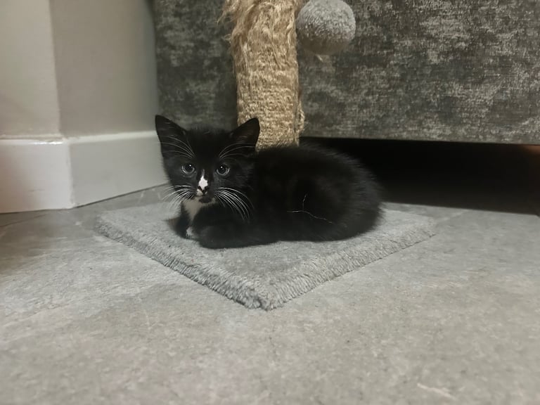 Kitten 