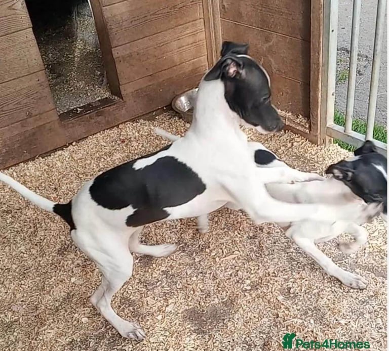 Italian greyhound pup boy 