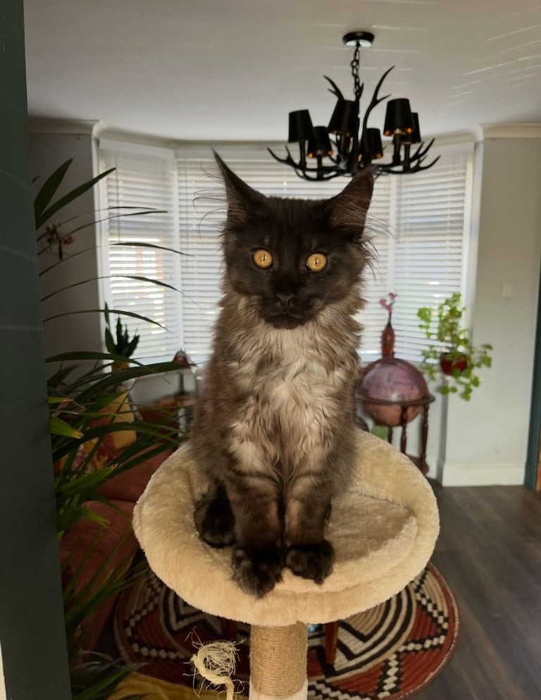 Now sold.  TICA black smoke boy looking for a home