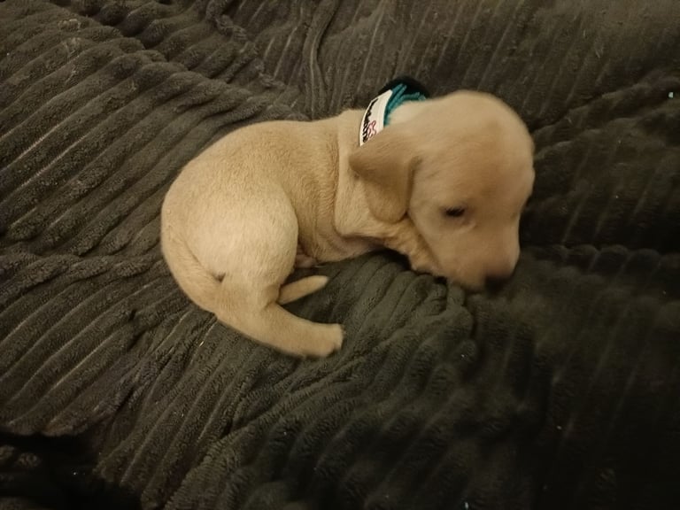 Miniature dachshund puppies 