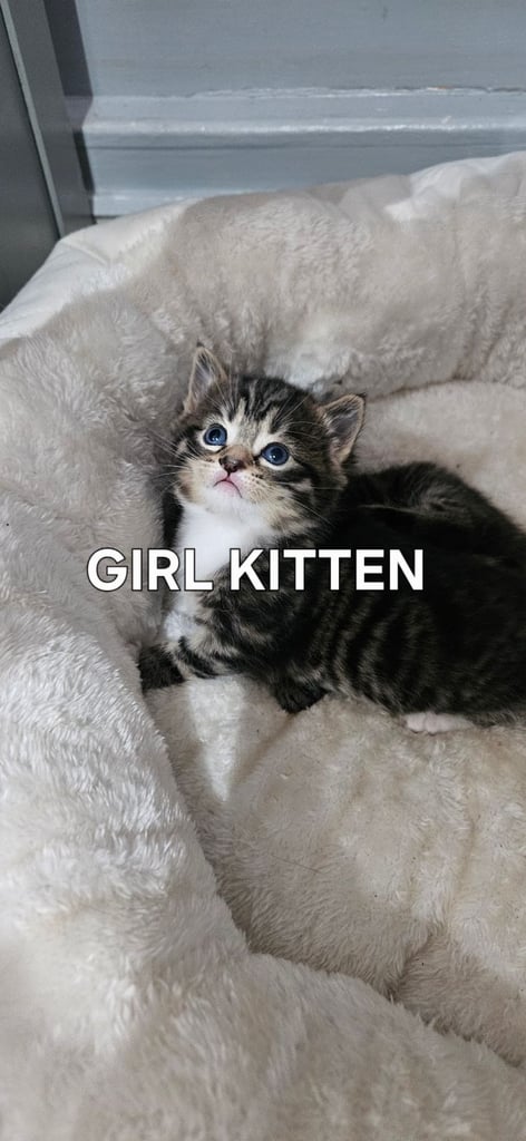  Siberians  long haired kittens 😸  2 GIRLS 1 BOY 
