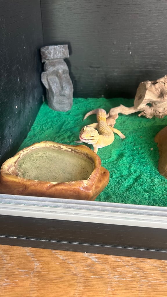 Yellow Gecko and full set up 