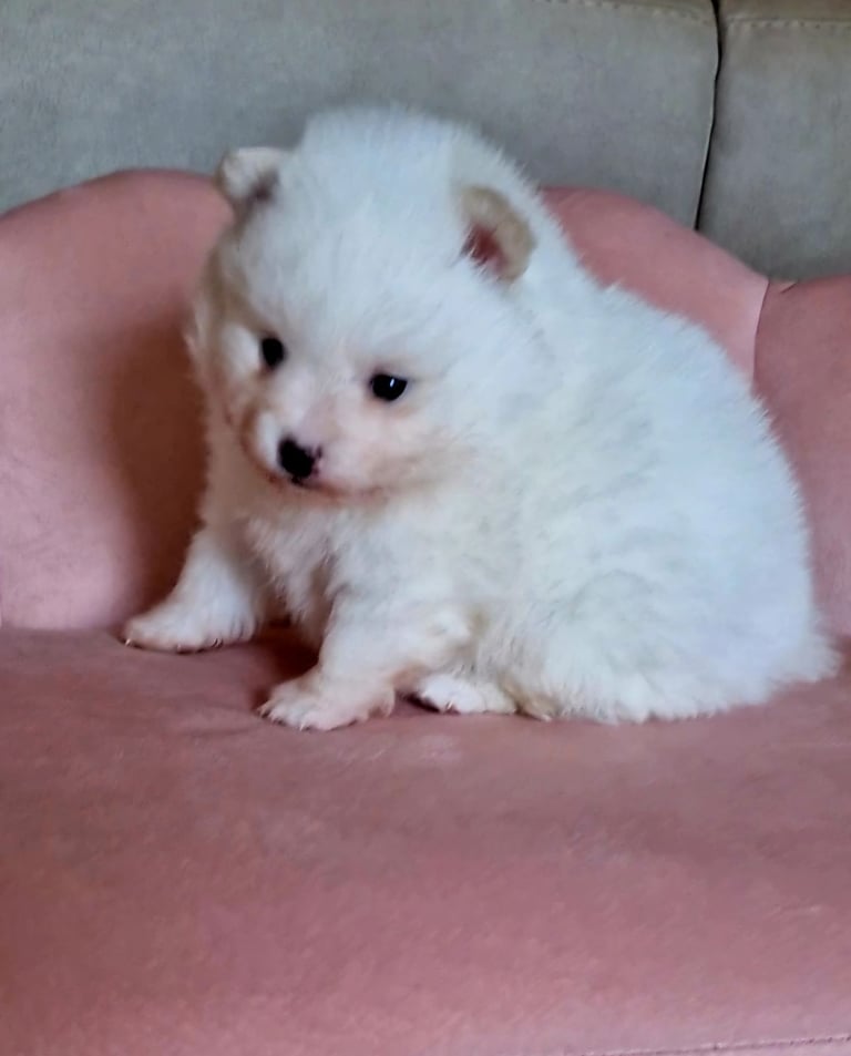  Pomeranian (Ice White)