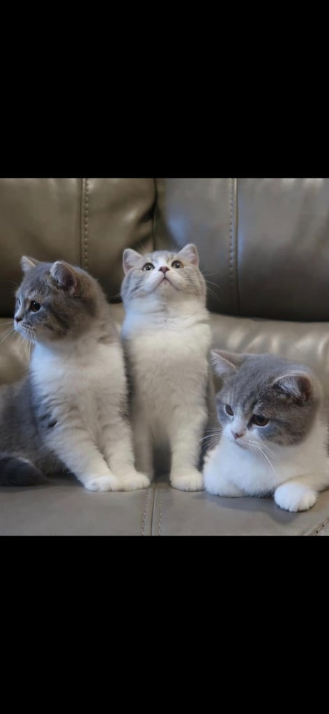 Kittens british shorthair 
