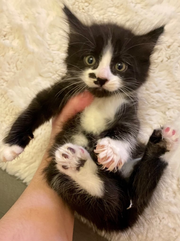Turkish black and white angora kitten 