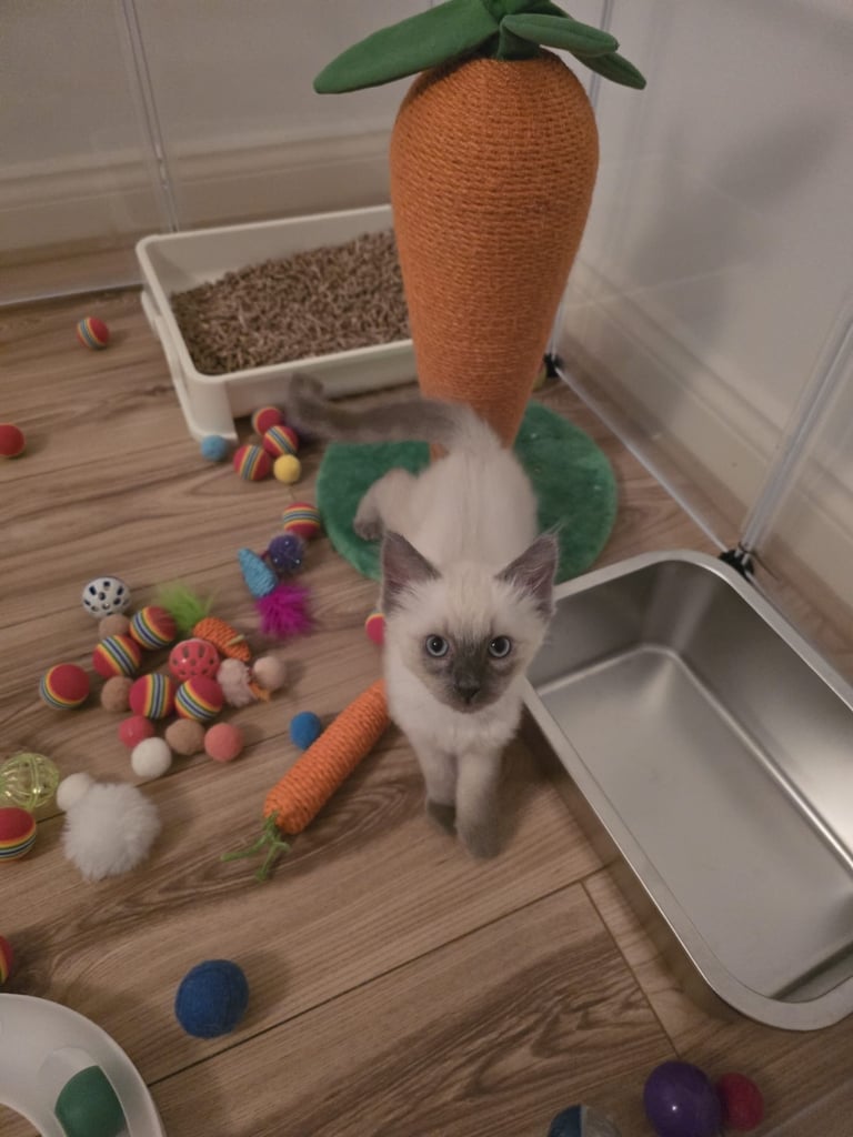 💙 Male blue point ragdoll for sale 💙