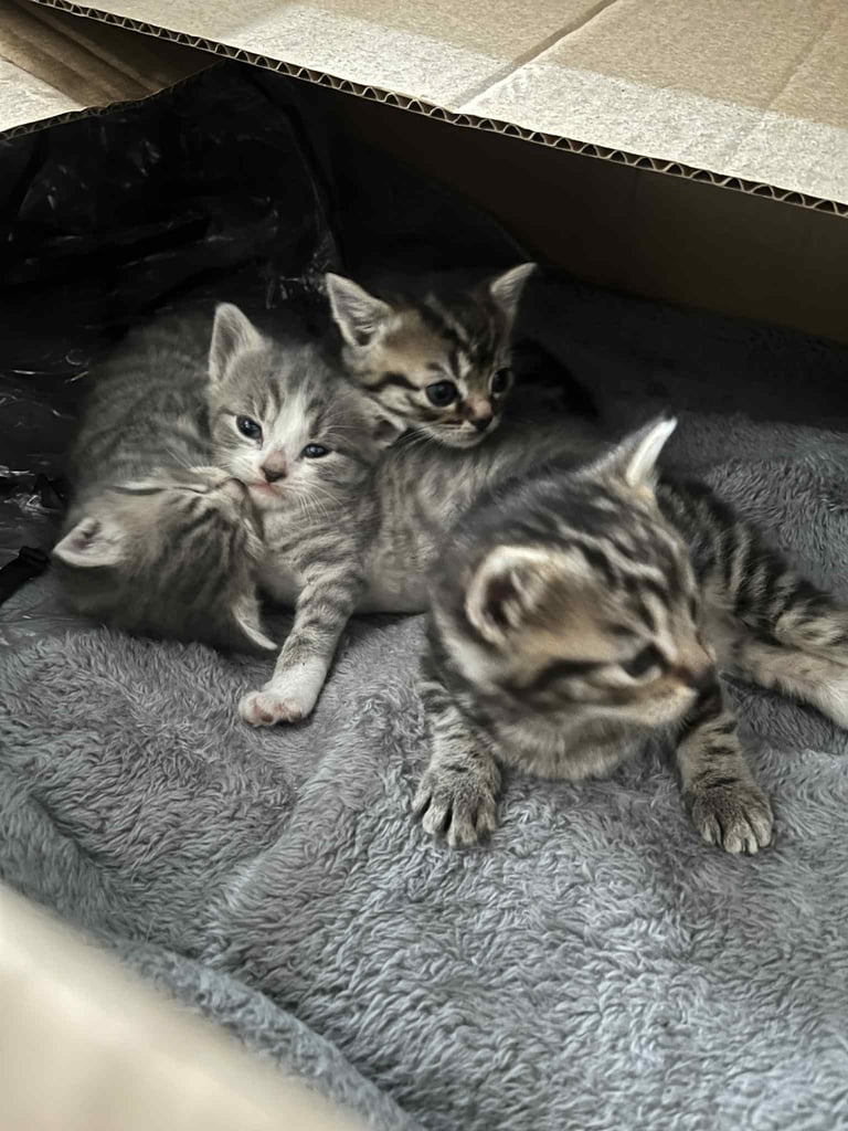 4 tabby kittens for sale