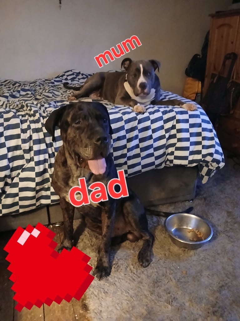 Staffy X cane corso puppies 