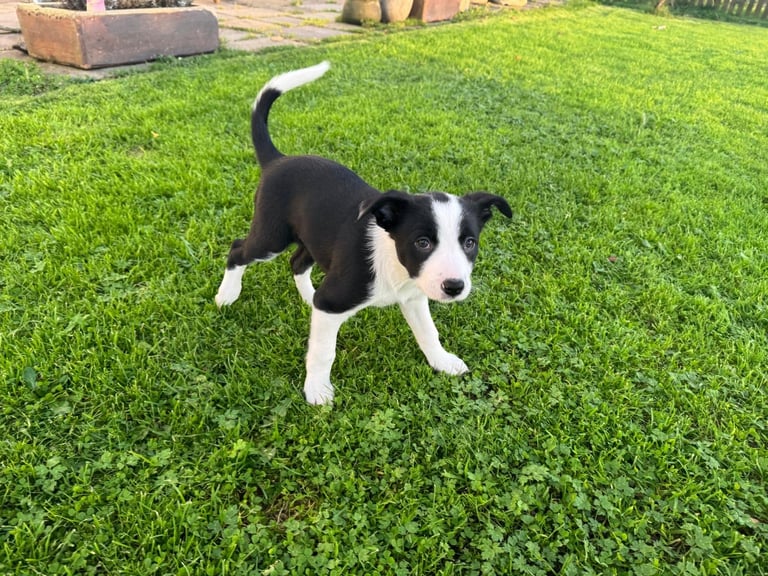 2 x Border Collie Pups for Sale 