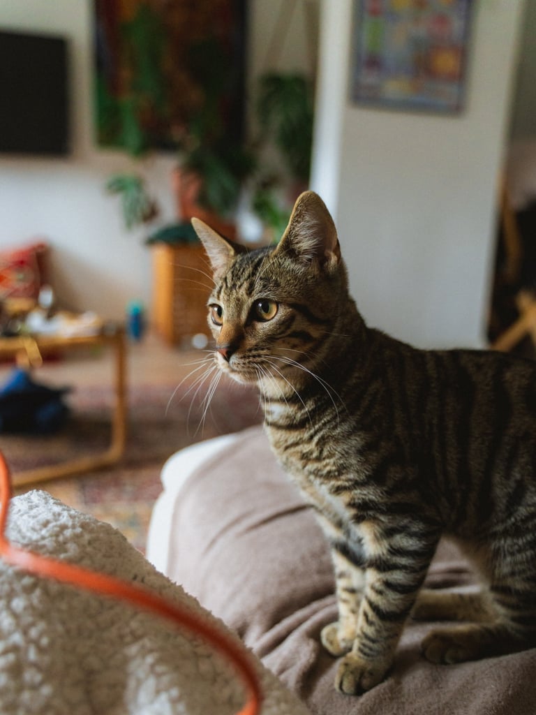 9 months old beautiful Boy kitten for sale