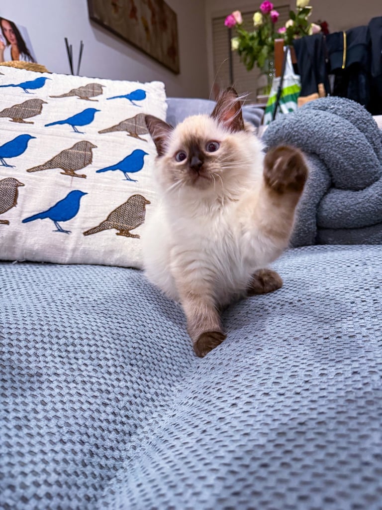 Beautiful Ragdoll Kitten - Last Boy Available (£700)