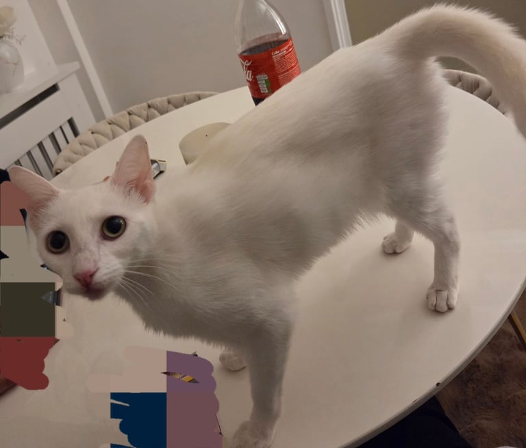 White female cat 