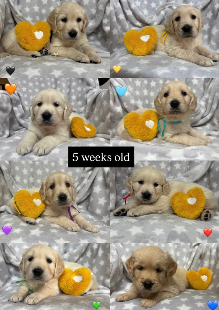 Golden Retriever puppies for sale 