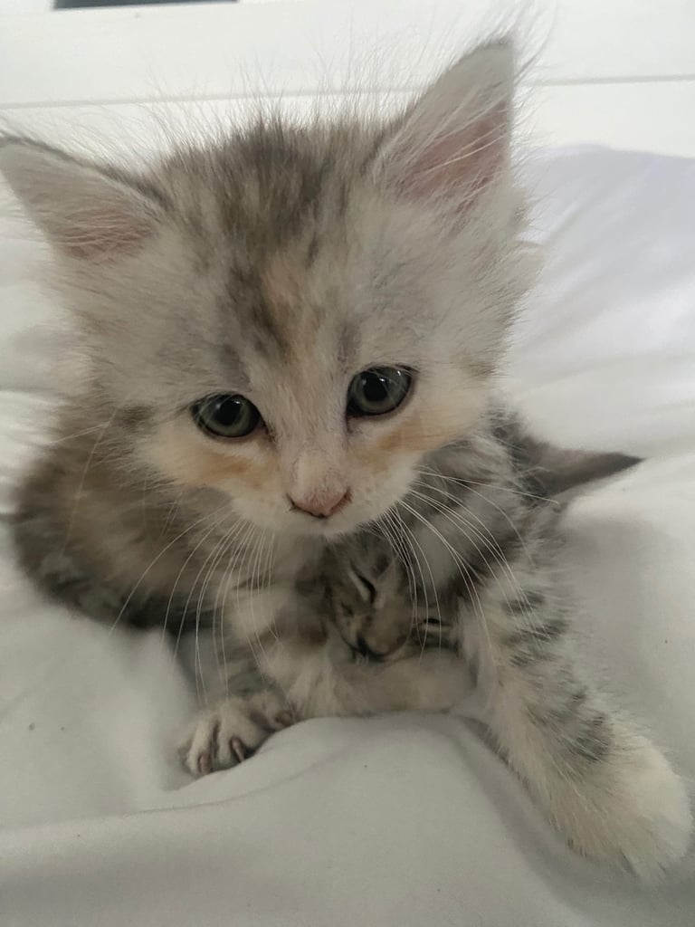 2 TWIN KITTENS FOR SALE/need to be gone IMMEDIATELY 