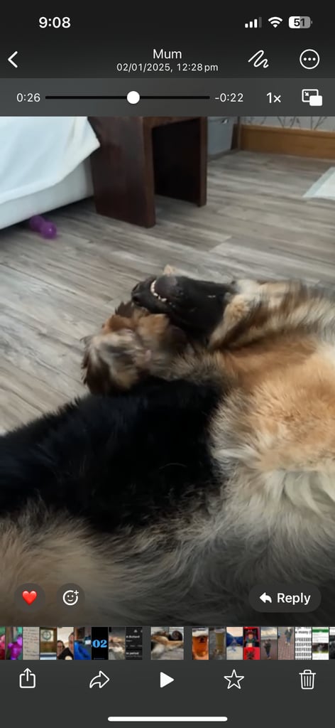 German Shepherd Male