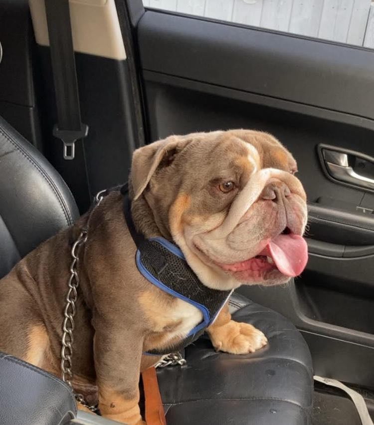 Stunning English Bulldog Puppies 