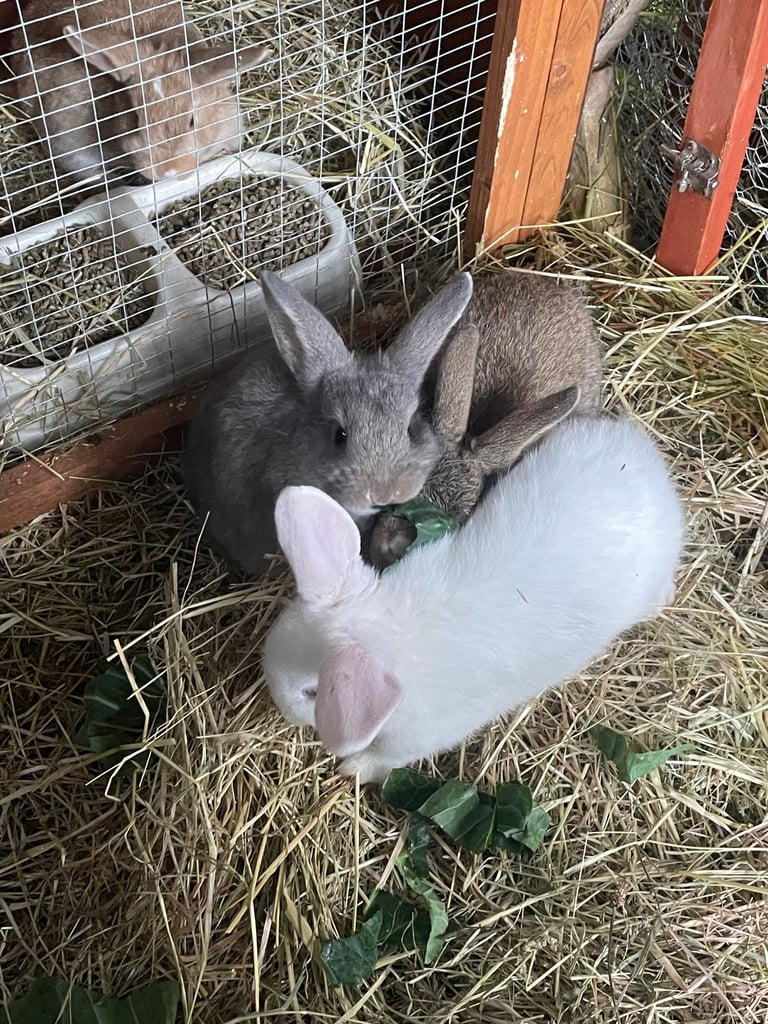 Mix breed baby rabbits & mama 