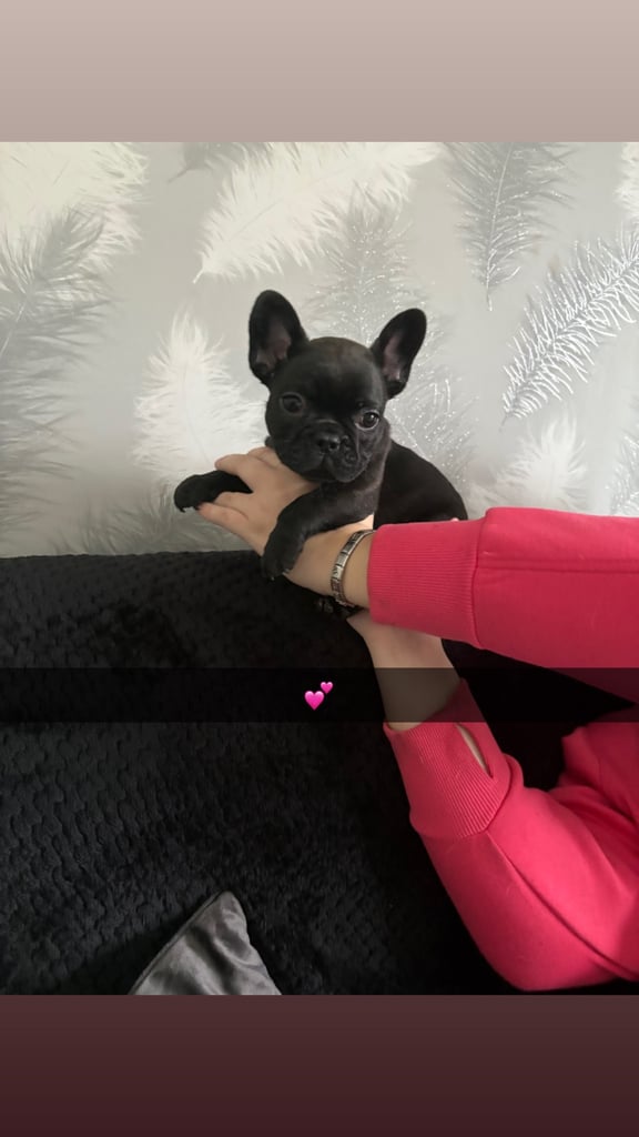5 beautiful French bulldog puppy’s 