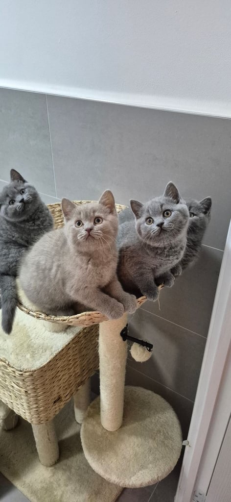 British shorthire kittens 