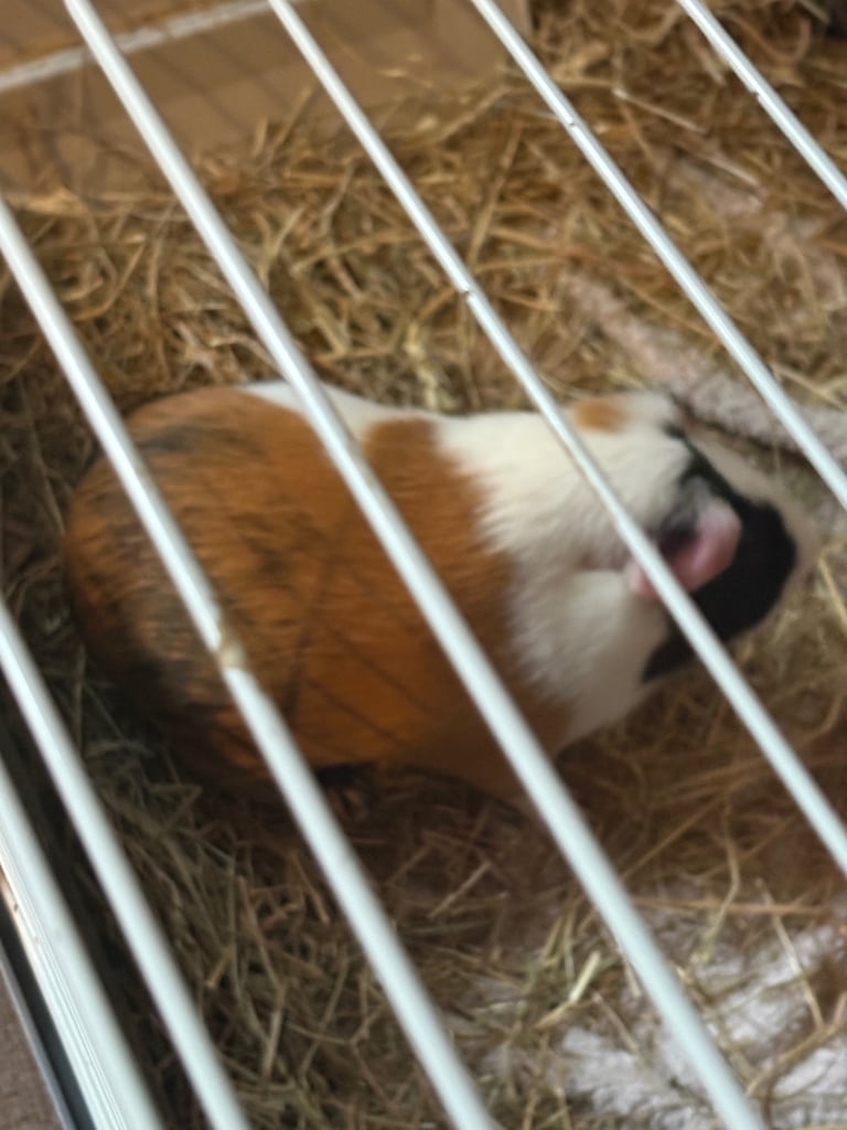 Guinea pigs for sale 