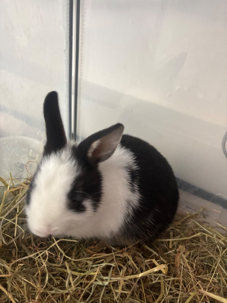 Baby boy Netherland Dwarf Rabbit 2 month old