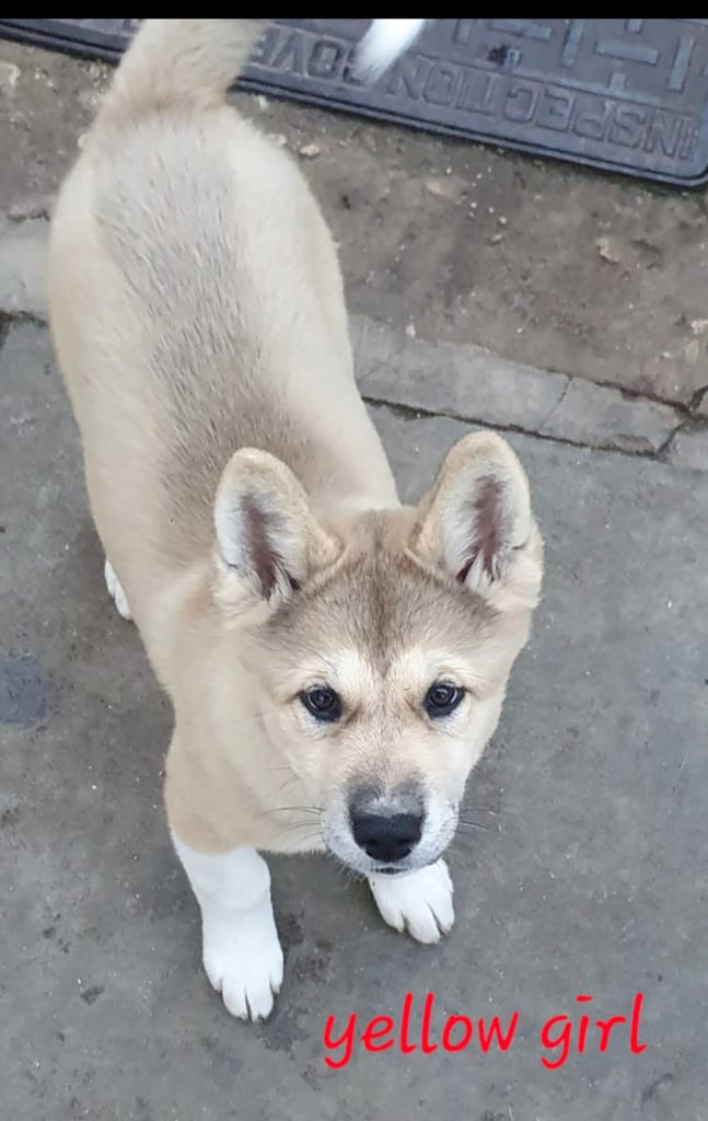 American akita puppies x3